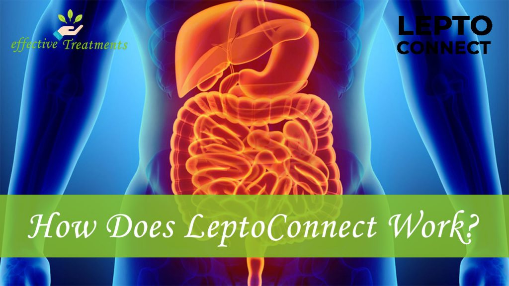 How does leptoconnect work?