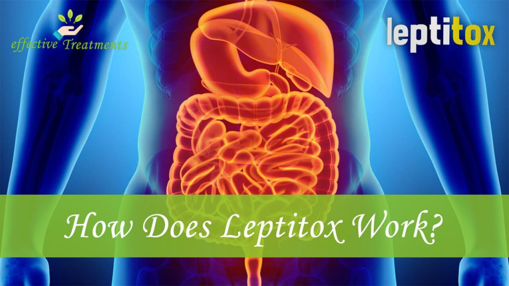 how does leptitox work