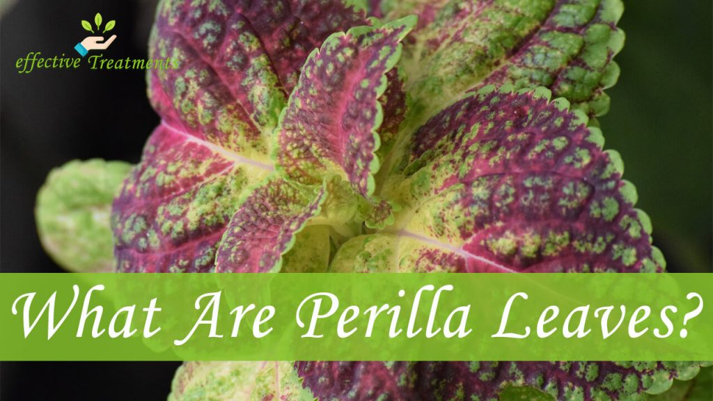 What Are Perilla Leaves?