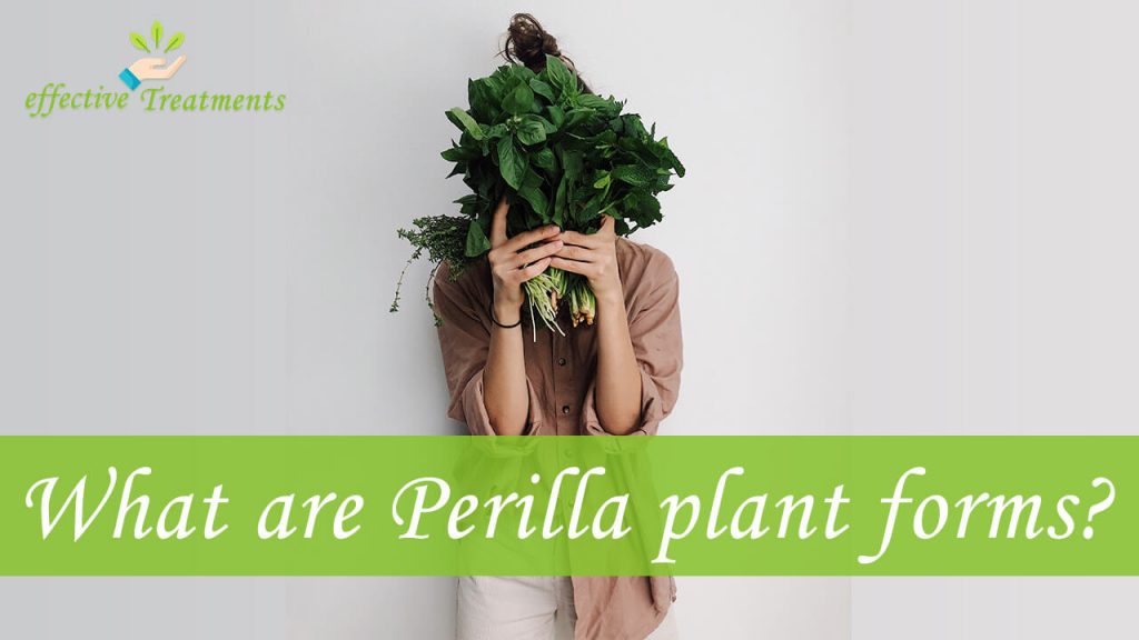What are Perilla plant forms?