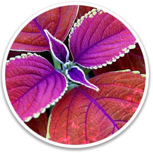 perilla leaves weight loss