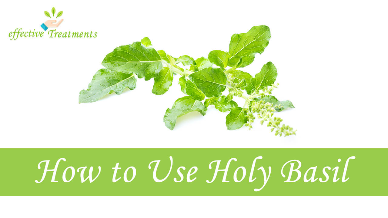 The 9 Holy Basil Benefits (8 will change your life!)