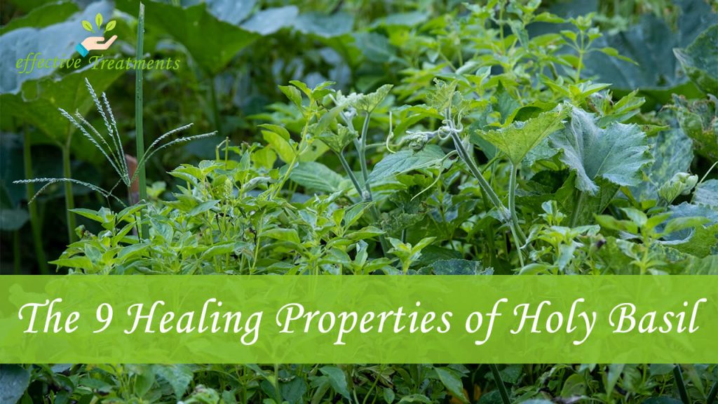 The 9 Healing Properties (Benefits) of Holy Basil