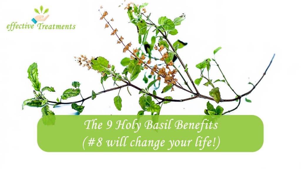 The 9 Holy Basil Benefits 8 will change your life