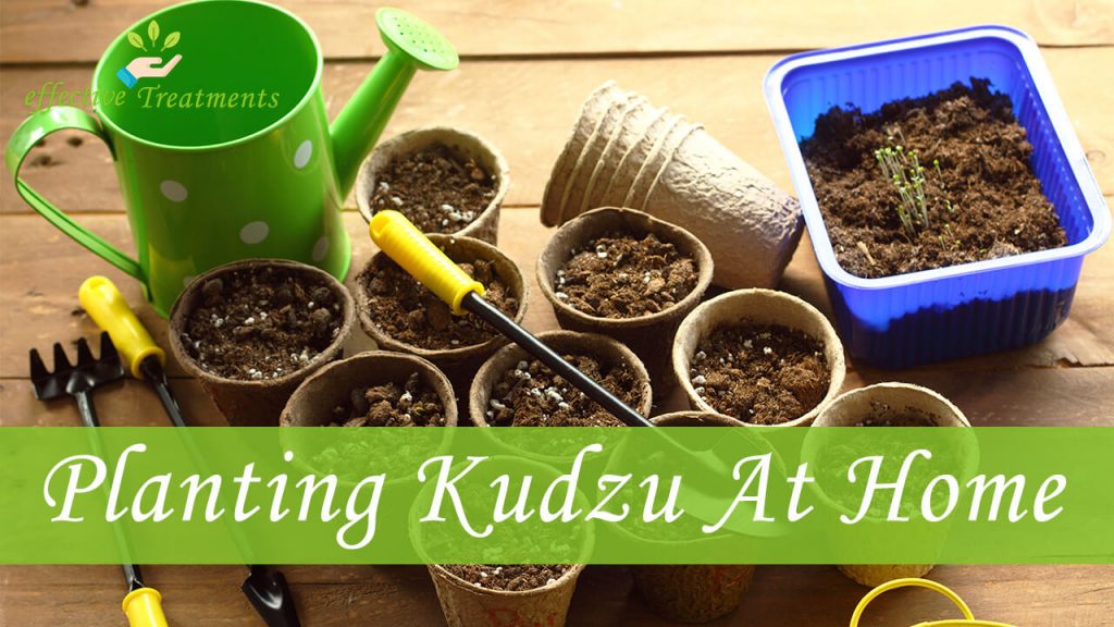 Planting Kudzu How To Plant It At Home