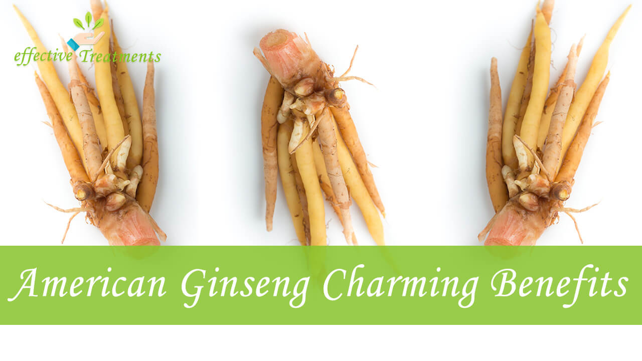 The 12 Charming American Ginseng Benefits [5 Is Huge]