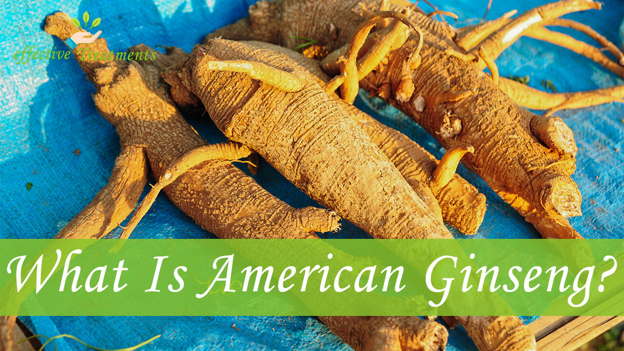 The 12 Charming American Ginseng Benefits [#5 Is Huge]