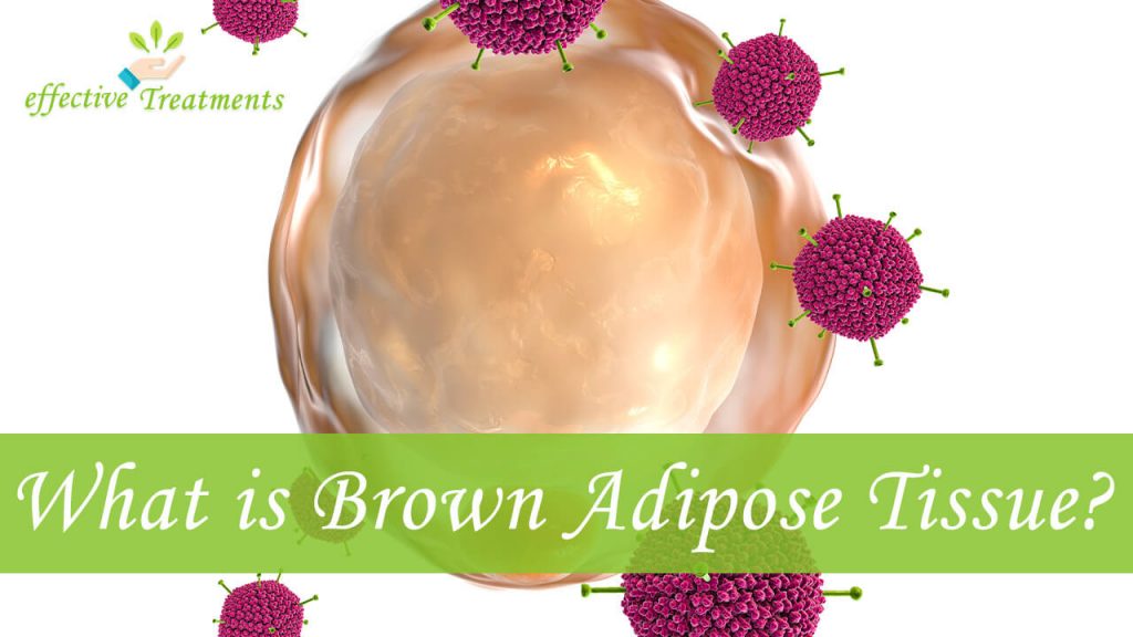 What is brown adipose tissue and what does it do?