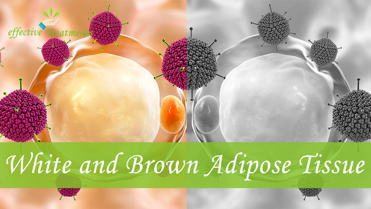 Brown Adipose Tissue Weight Loss [The Complete Truth]