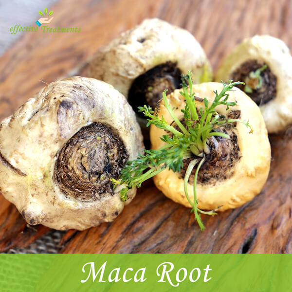 Maca Root Plant