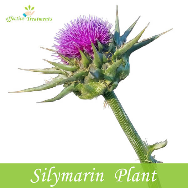 Silymarin plant