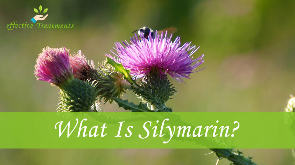 What Is Silymarin