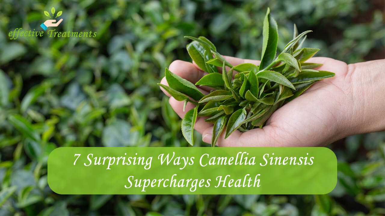 7 Surprising Ways Camellia Sinensis Supercharges Health
