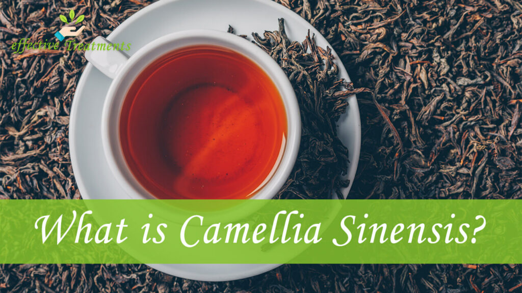 What Is Camellia Sinensis