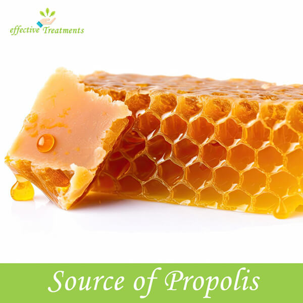 Source of Propolis