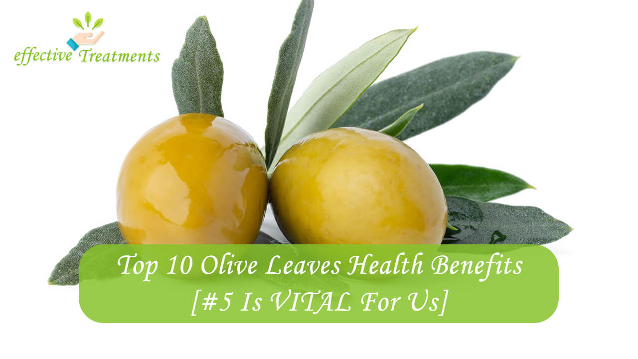 Top 10 Olive Leaves Health Benefits [5 Is VITAL For Us]