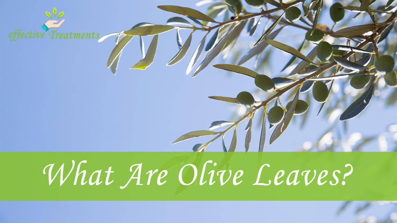 Top 10 Olive Leaves Health Benefits [5 Is VITAL For Us]