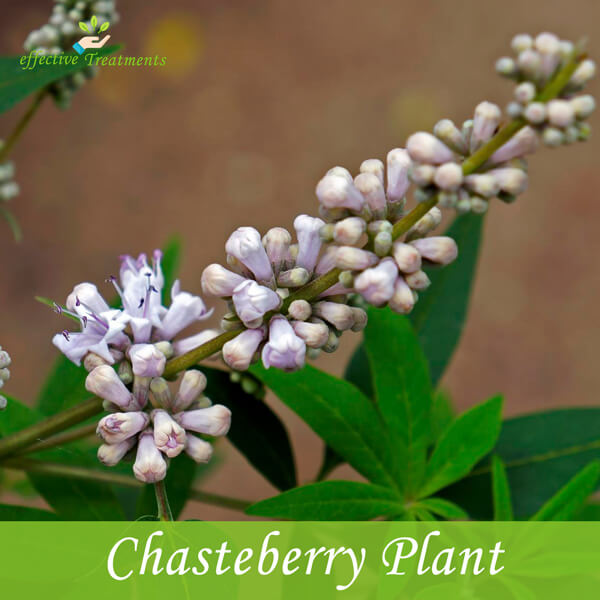 Chasteberry Plant