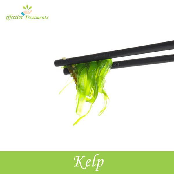 Kelp Plant