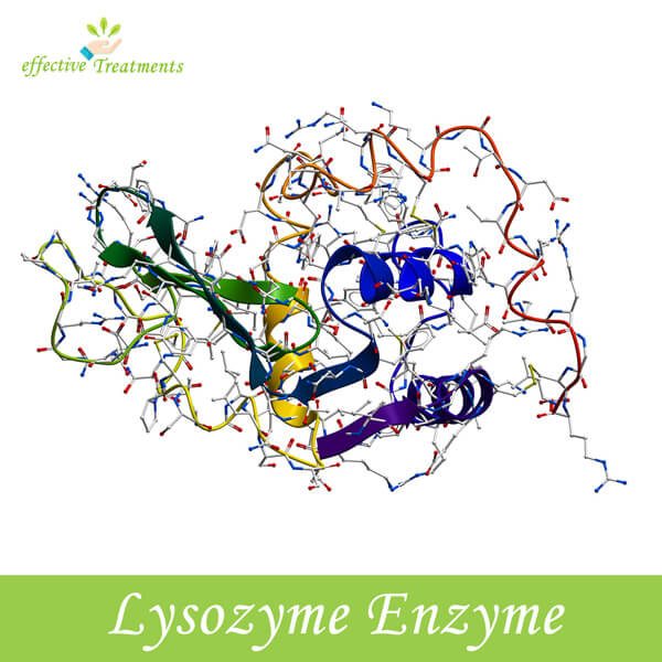 Lysozyme Enzyme