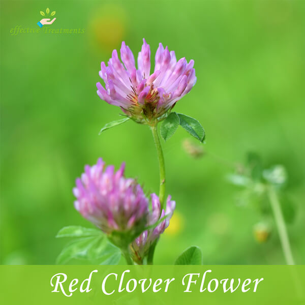 7 Top Red Clover Health Benefits Your Body Needs