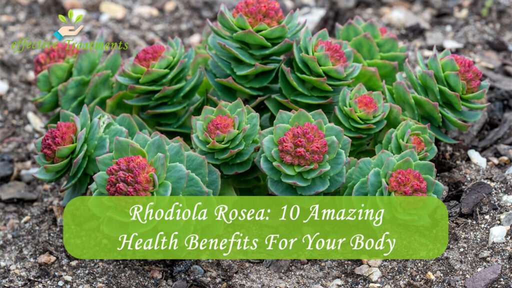Rhodiola Rosea 10 Amazing Health Benefits For Your Body