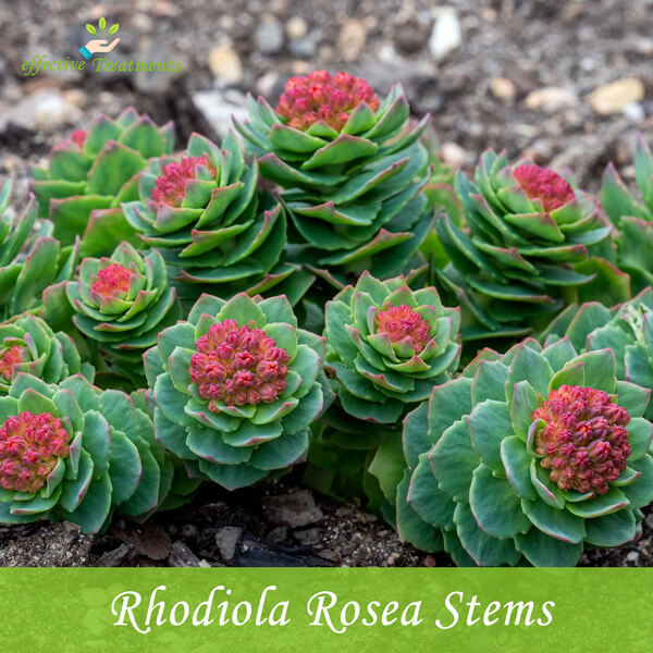 Rhodiola Rosea Stems