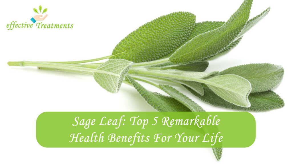 Sage Leaf Top 5 Remarkable Health Benefits For Your Life