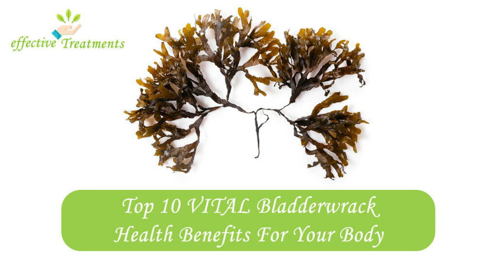 Top 10 VITAL Bladderwrack Health Benefits For Your Body