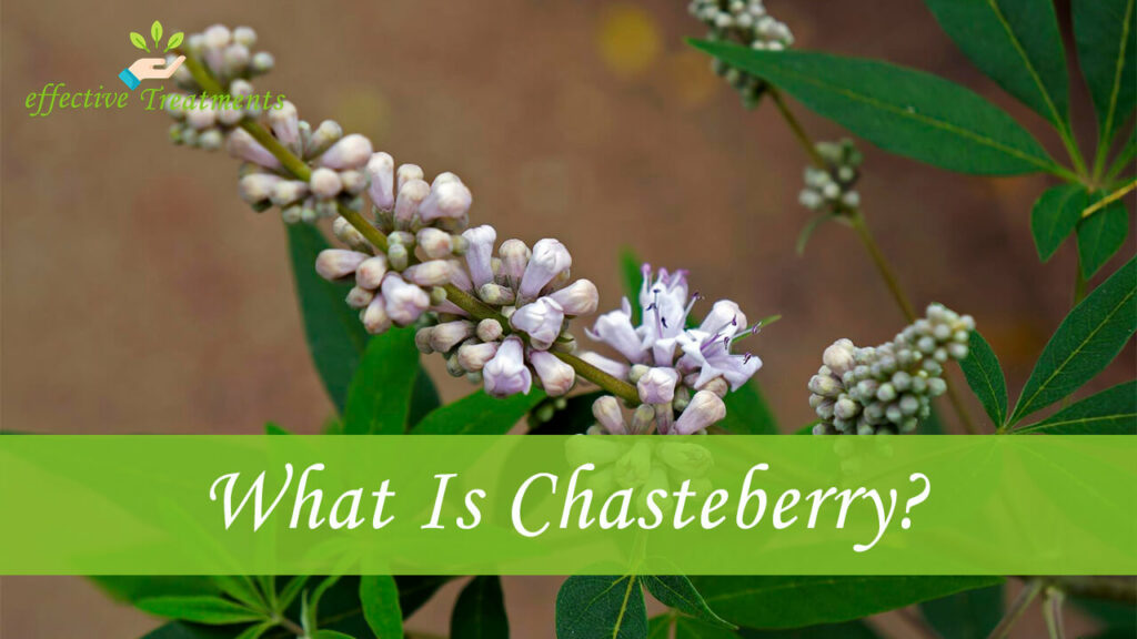 What Is Chasteberry