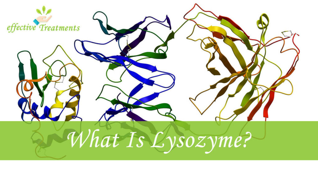 What Is Lysozyme