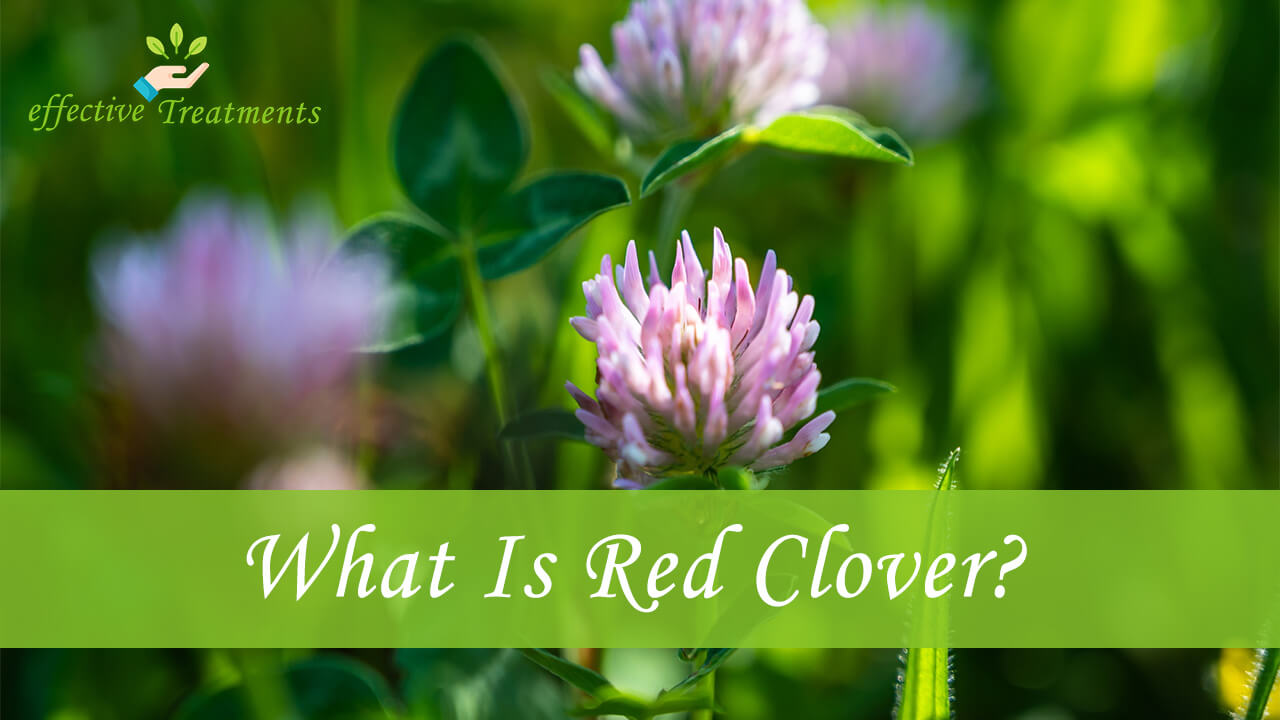 7 Top Red Clover Health Benefits Your Body Needs