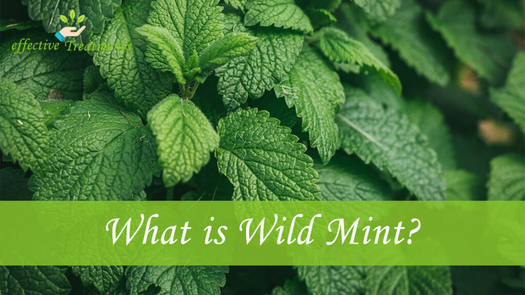 What is Wild Mint