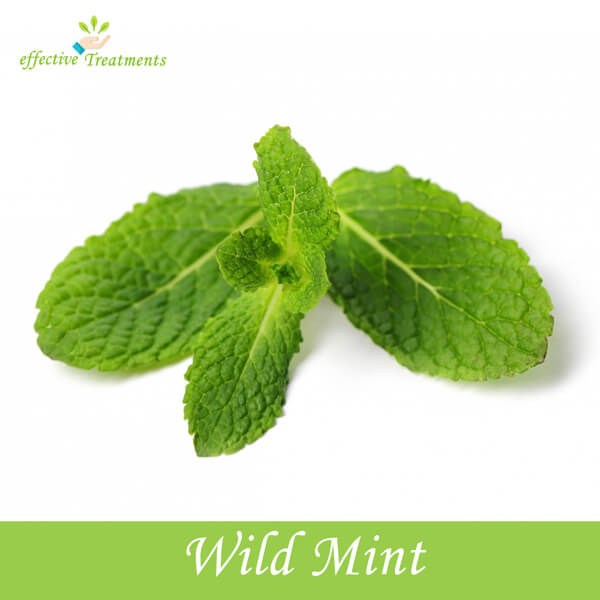 Wild Mint