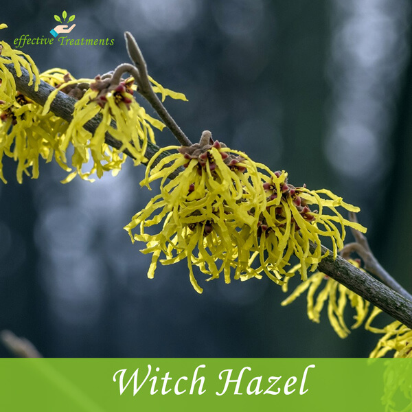 The 7 Unexpected Ways Witch Hazel Can Improve Your Health