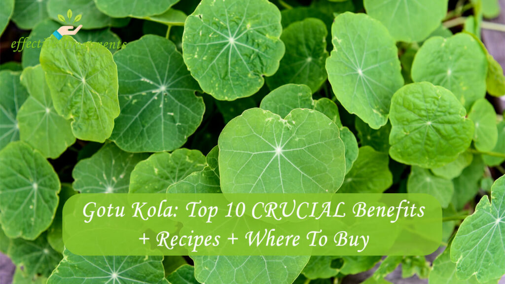 Gotu Kola Top 10 CRUCIAL Benefits + Recipes + Where To Buy