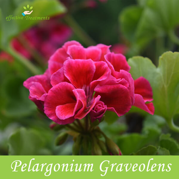 Pelargonium Graveolens